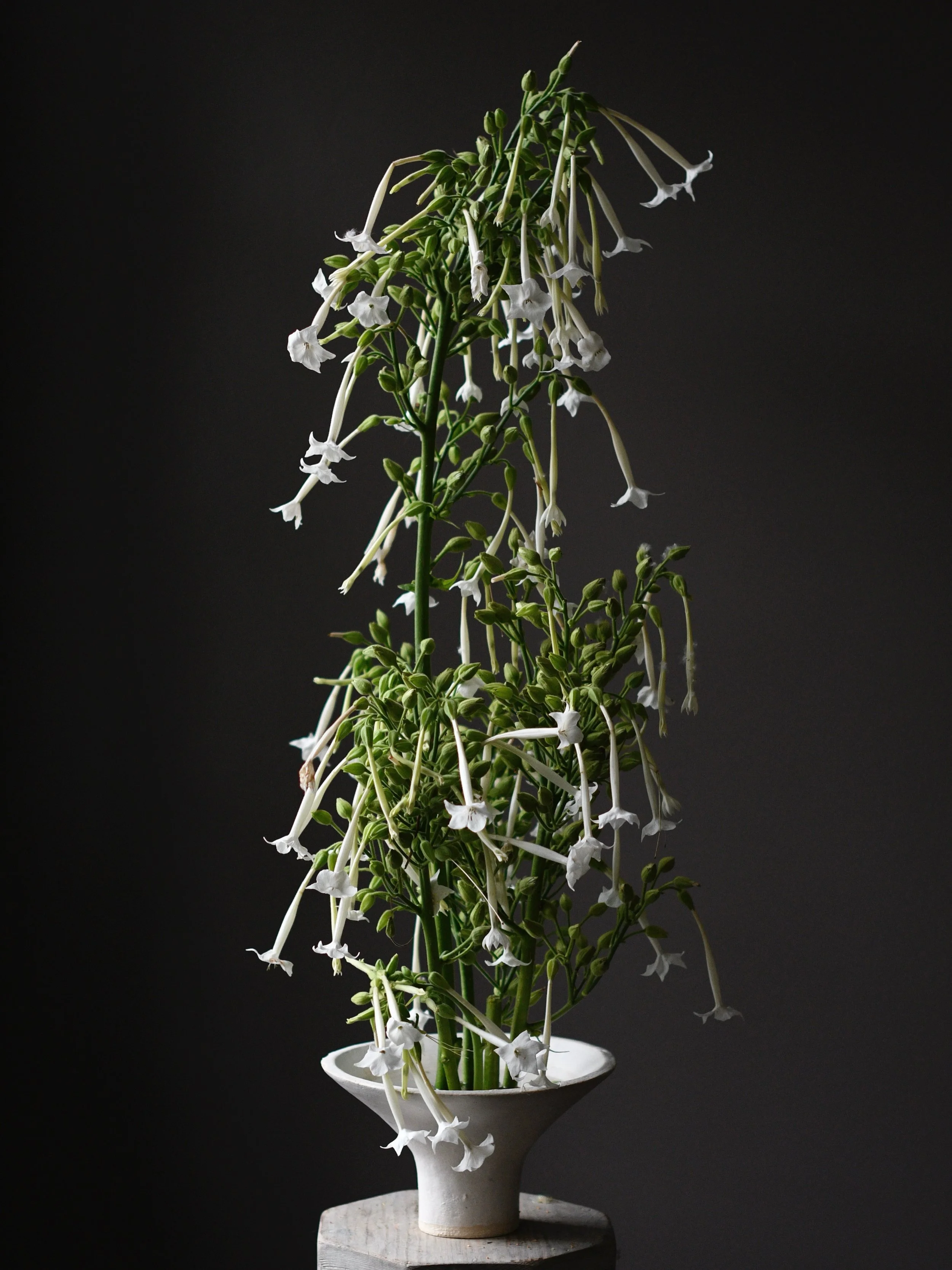 Nicotiana&hellip;.. as a floral designer, I am constantly intrigued by the intricacies of flowers and plants&hellip;.. so many little trumpet shaped flowers on one stem!