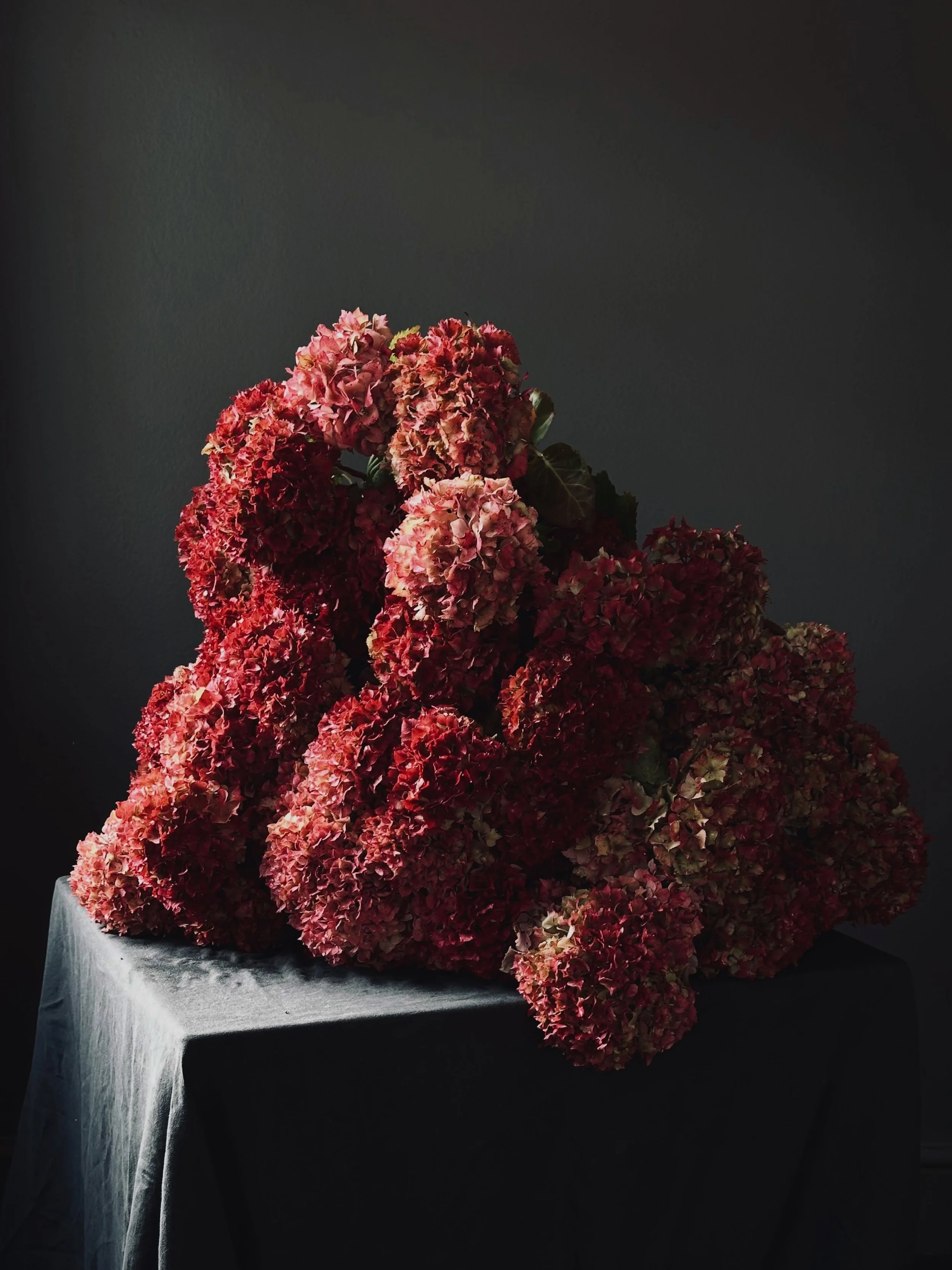 Drying red hydrangea heads from Gower&hellip;..