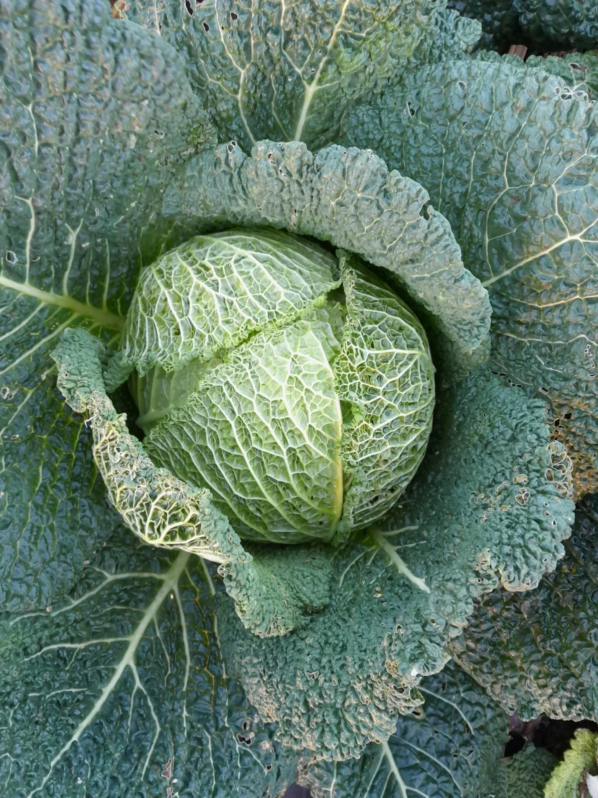 WhatsApp Image 2025-11-15 at 10.01.22 (2).jpeg