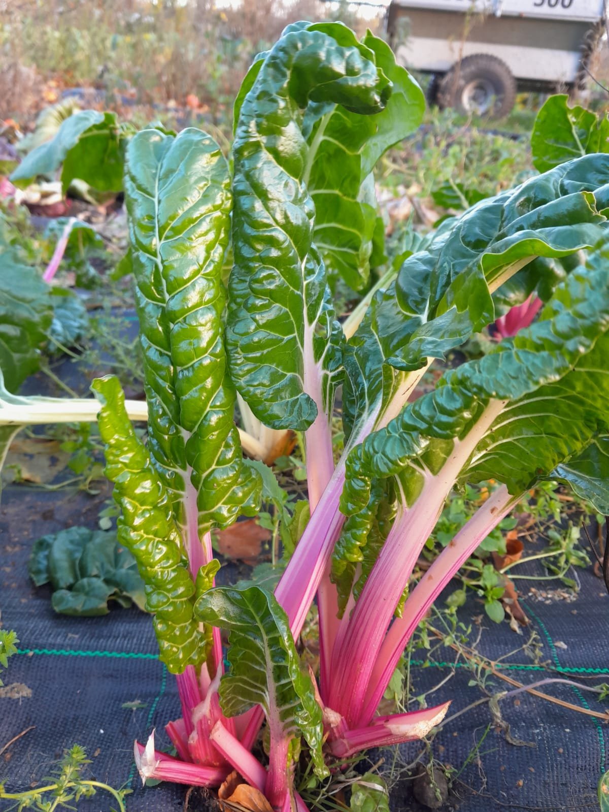 WhatsApp Image 2025-11-15 at 10.01.22 (1).jpeg