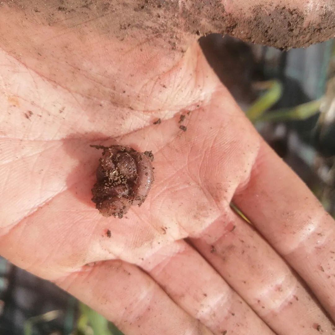 I found this little guy all curled up in a ball while pulling out garlic yesterday, and after a bit of research it seems that this is a coping mechanism for earthworms during dry spells. 🌞

They breathe through their skin and need to stay moist in o