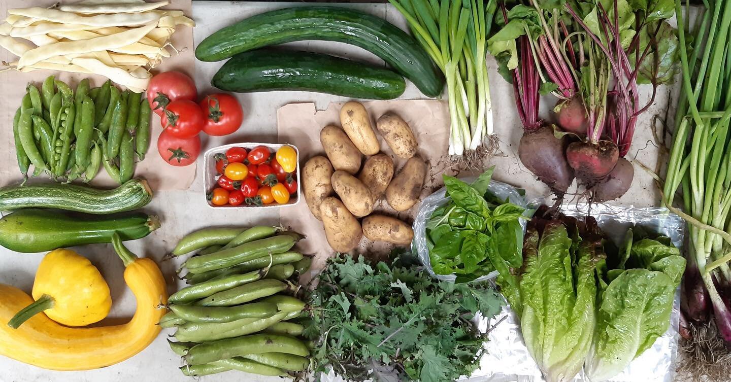 The veg season is in full swing now which means we have more veg shares available.
Unlike all other retailers at the moment we have kept our price the same this year and as we have low inputs (fuel, fertilisers etc) we will keep our produce as afford