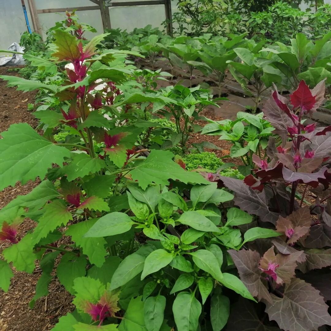 We gave our peppers a bit of TLC recently. We pruned the plants back to 5 main growing points to ensure we get big healthy peppers rather than lots of tiny ones. It was also time to remove the beautiful tree spinach and orach that has self seeded all