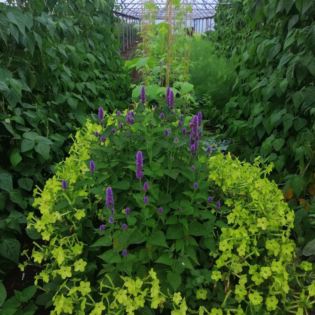 It's very lush in the polytunnel right now. We have started picking the first of our french beans and our fennel is bulbing up nicely! 🌱🌿

More importantly, how gorgeous is this anise  hyssop and tobacco plant combo! Totally accidental, but so nice