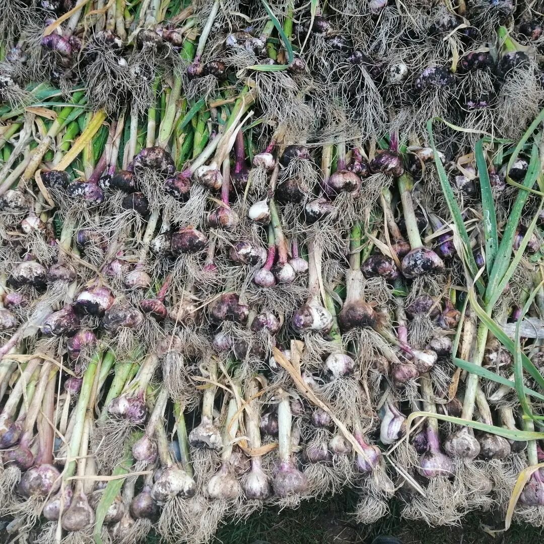 How beautiful does this garlic look! We pulled it up a couple of weeks ago and let it dry out over the heat wave. Now its hanging up under the barn. We dried it outside this year rather than in the polytunnel, since above 30 degrees the oils that giv