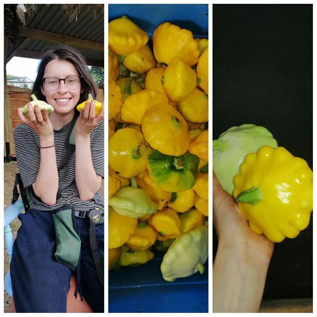 We love patty pan! They are basically a super cute version of a courgette and harvesting them is like searching for little jewels amongst a jungle of foliage!

We grow them just the same as our regular courgettes:

We start seedlings off from april o