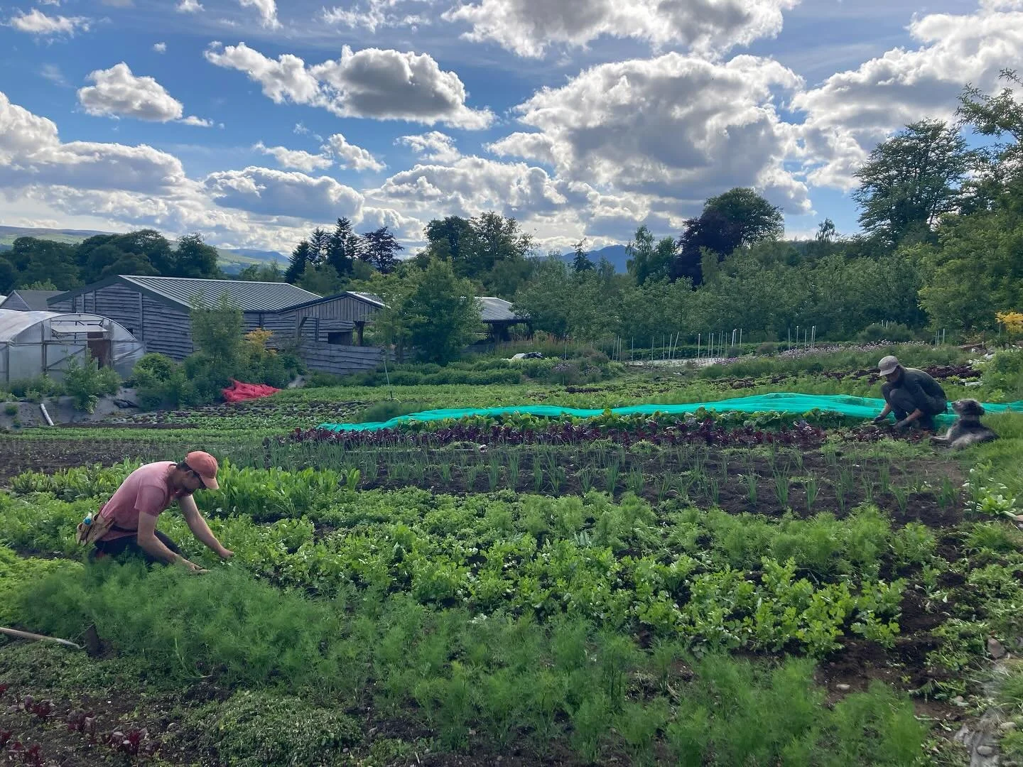 Just a nice photo of Catherine and Joe weeding the top beds
#chickweed
#groundsel
#nettle
#grass
