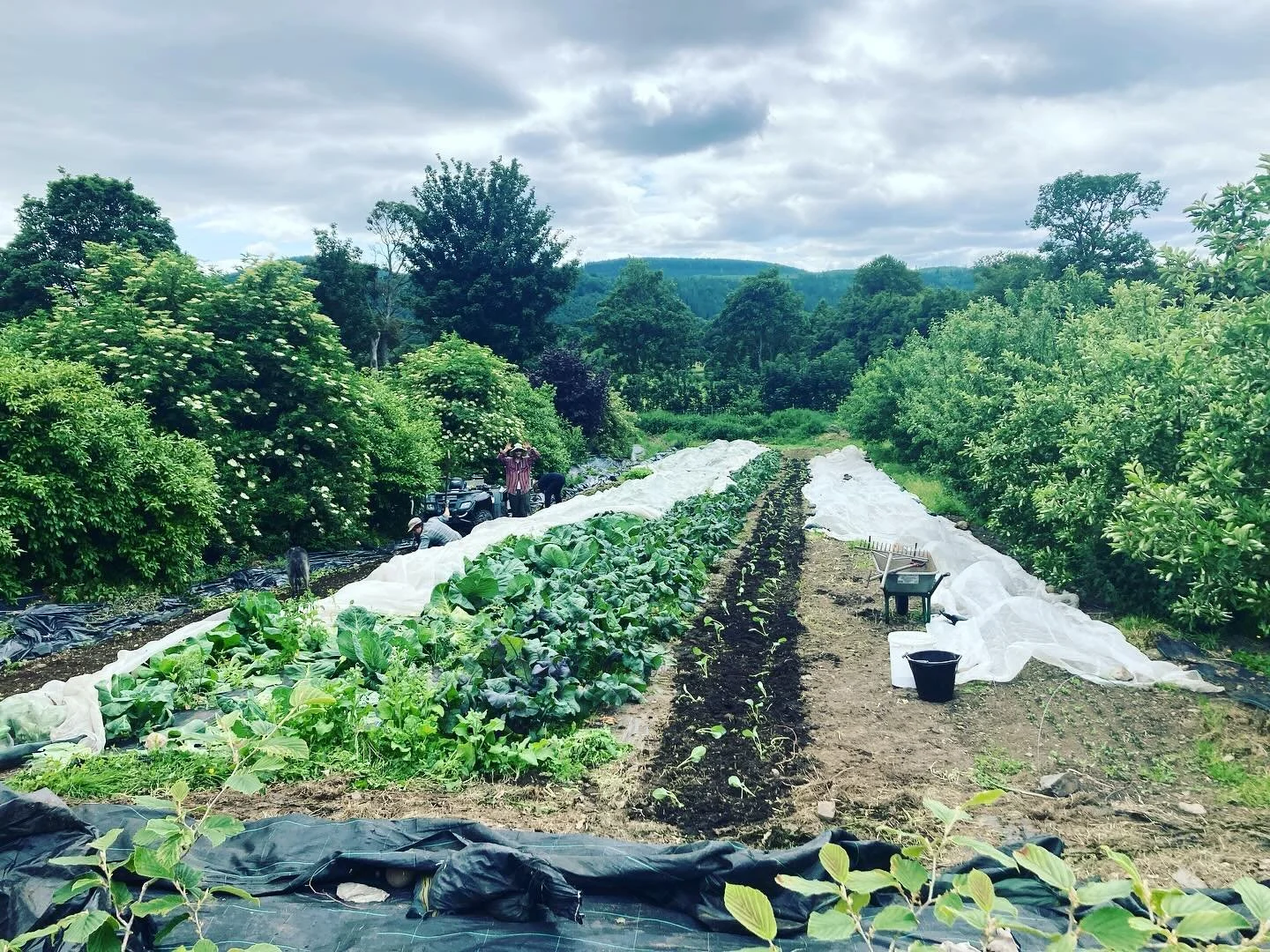Happy midsummer one and all!
This time of year always marks a change for our daily rhythms going from plant plant plant to harvesting and maintaining (mainly weeding)
We celebrated 10 years of Tomnaha last week with friends new and old, thank you so 