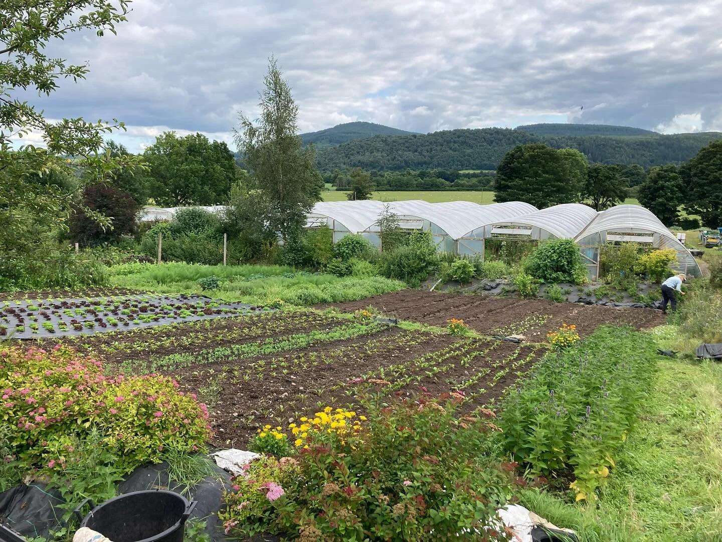 Crop turnover on the top beds means they&rsquo;re looking a bit less wild and chickweedy! It&rsquo;s been a pleasure supplying the new @gorse_cafe at Comrie Croft and seeing what they create with our produce from jams, pickles and kimchi to delicious
