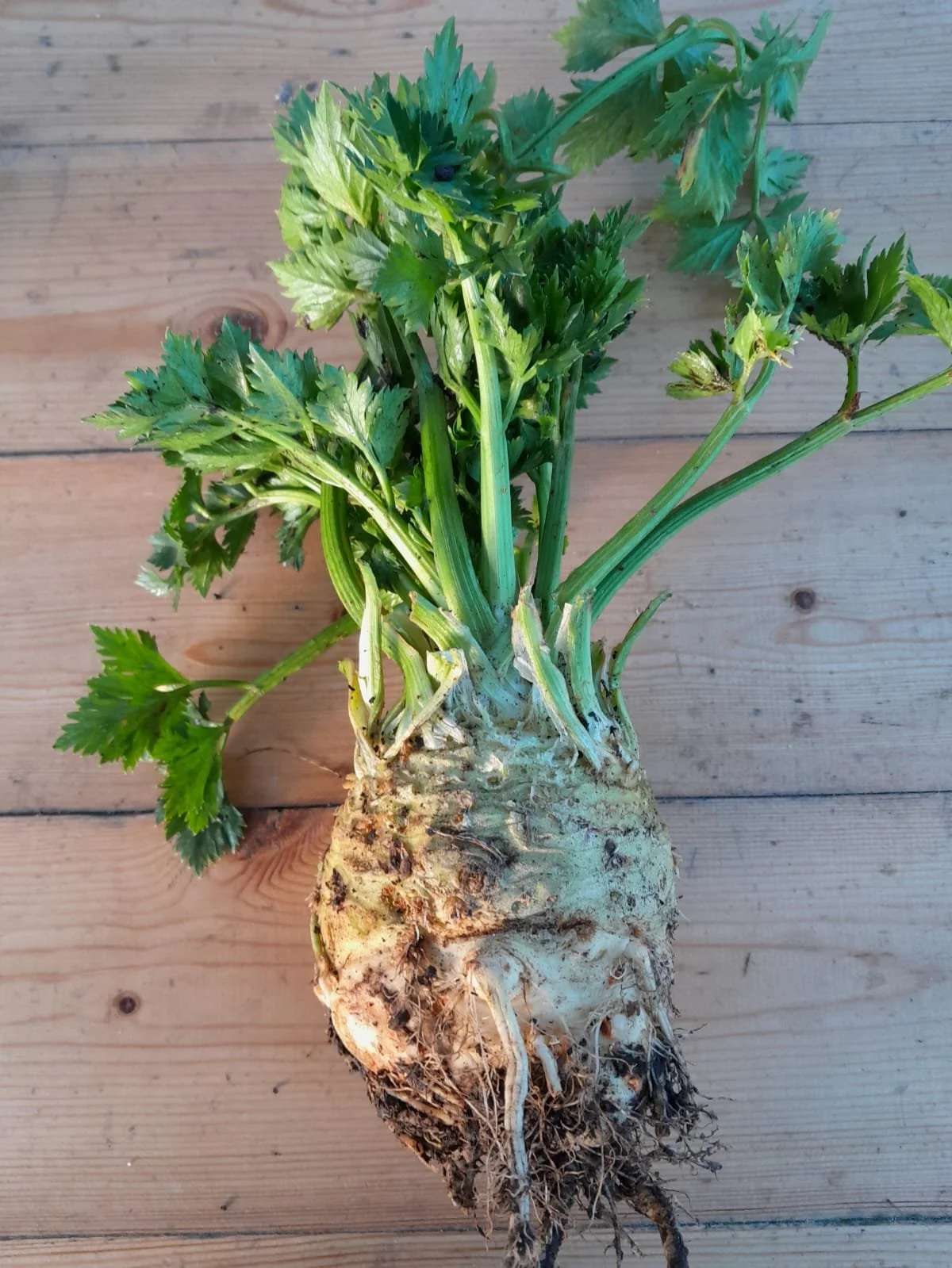 WhatsApp Image 2025-11-15 at 10.01.22 (10).jpeg