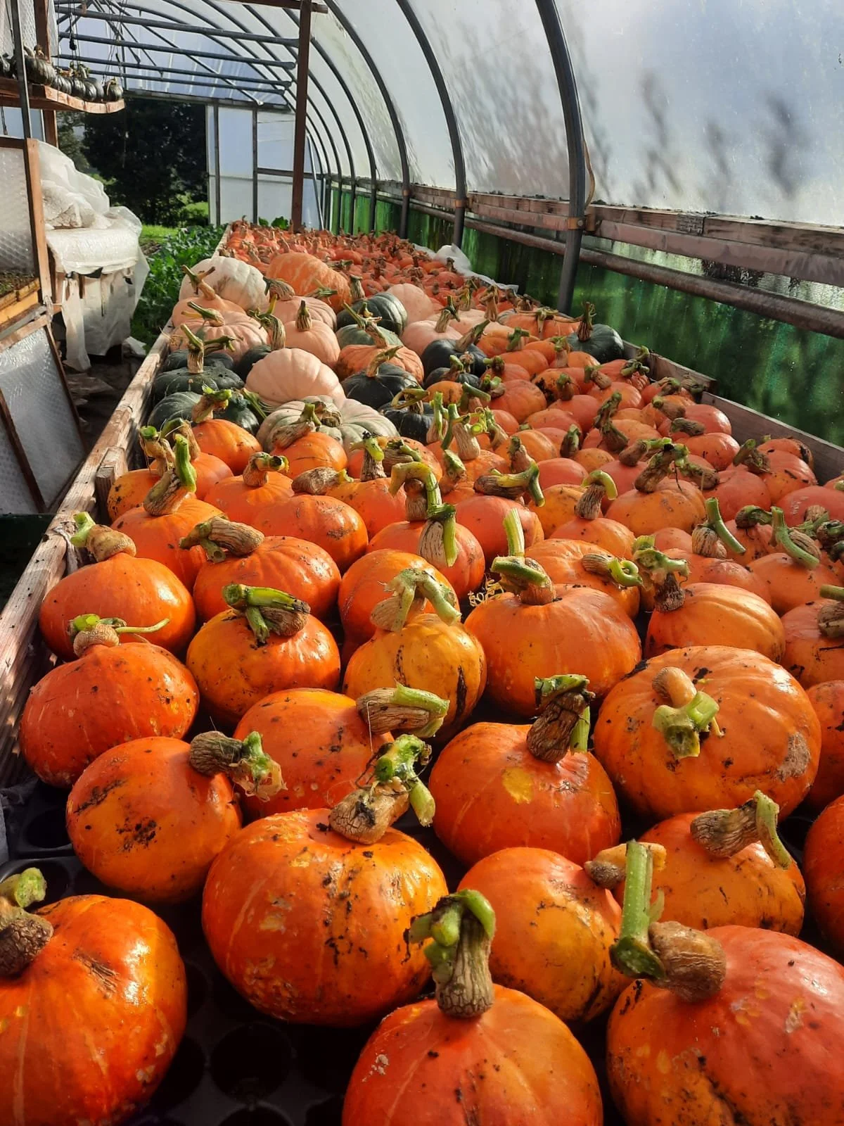 WhatsApp Image 2025-09-18 at 2.22.43 PM.jpeg