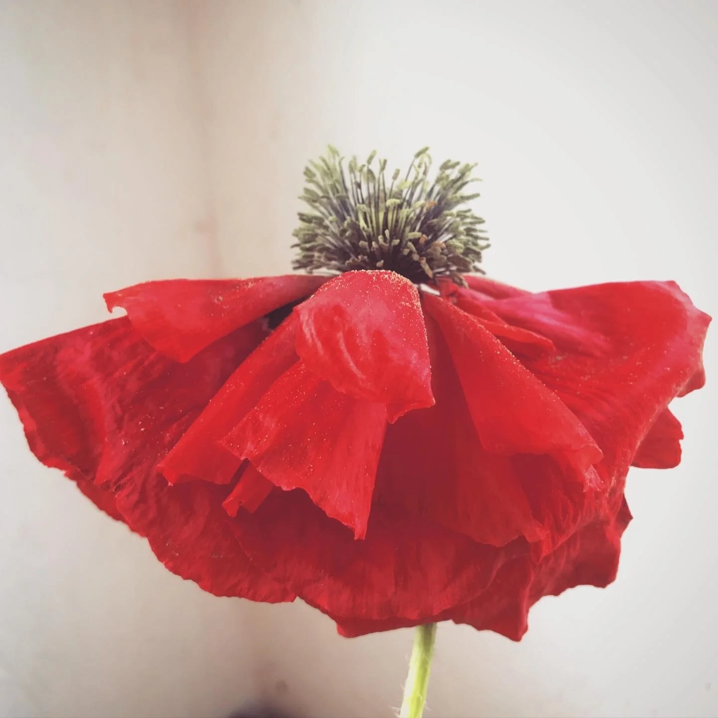 Tomnah'a
Red poppy