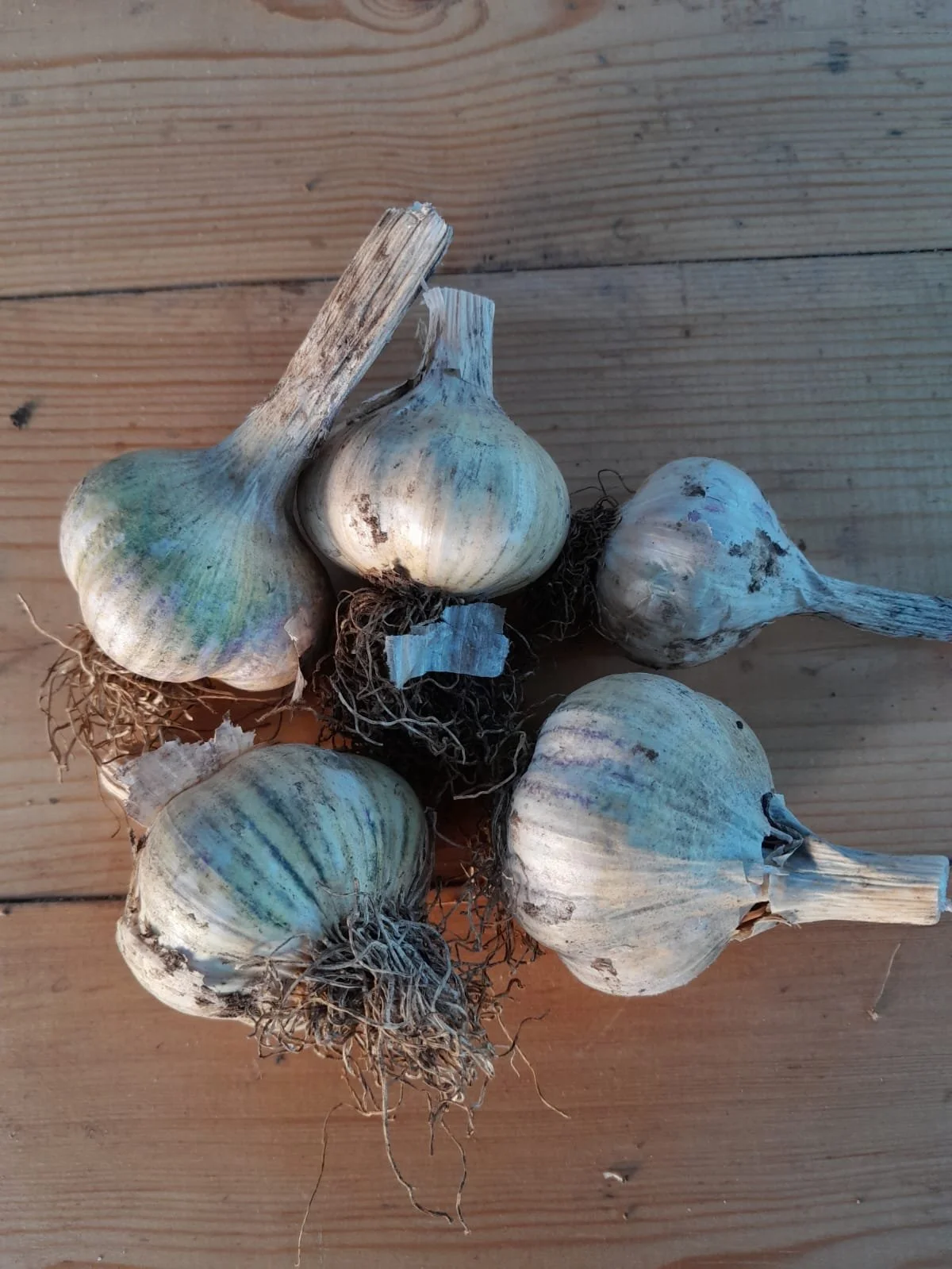 WhatsApp Image 2025-11-15 at 10.01.22 (9).jpeg