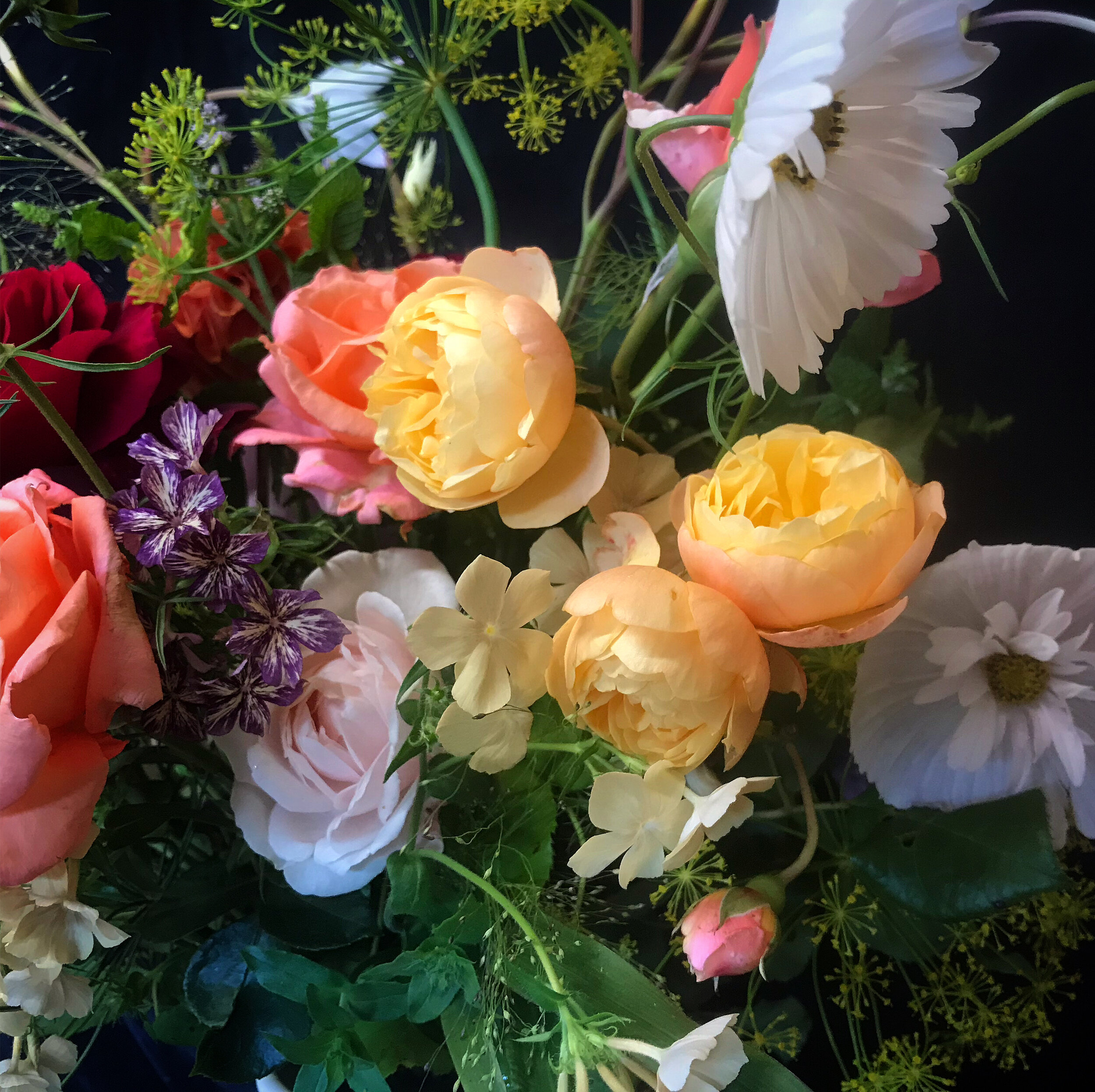 Tomnah'a
favourite image roses and cosmos