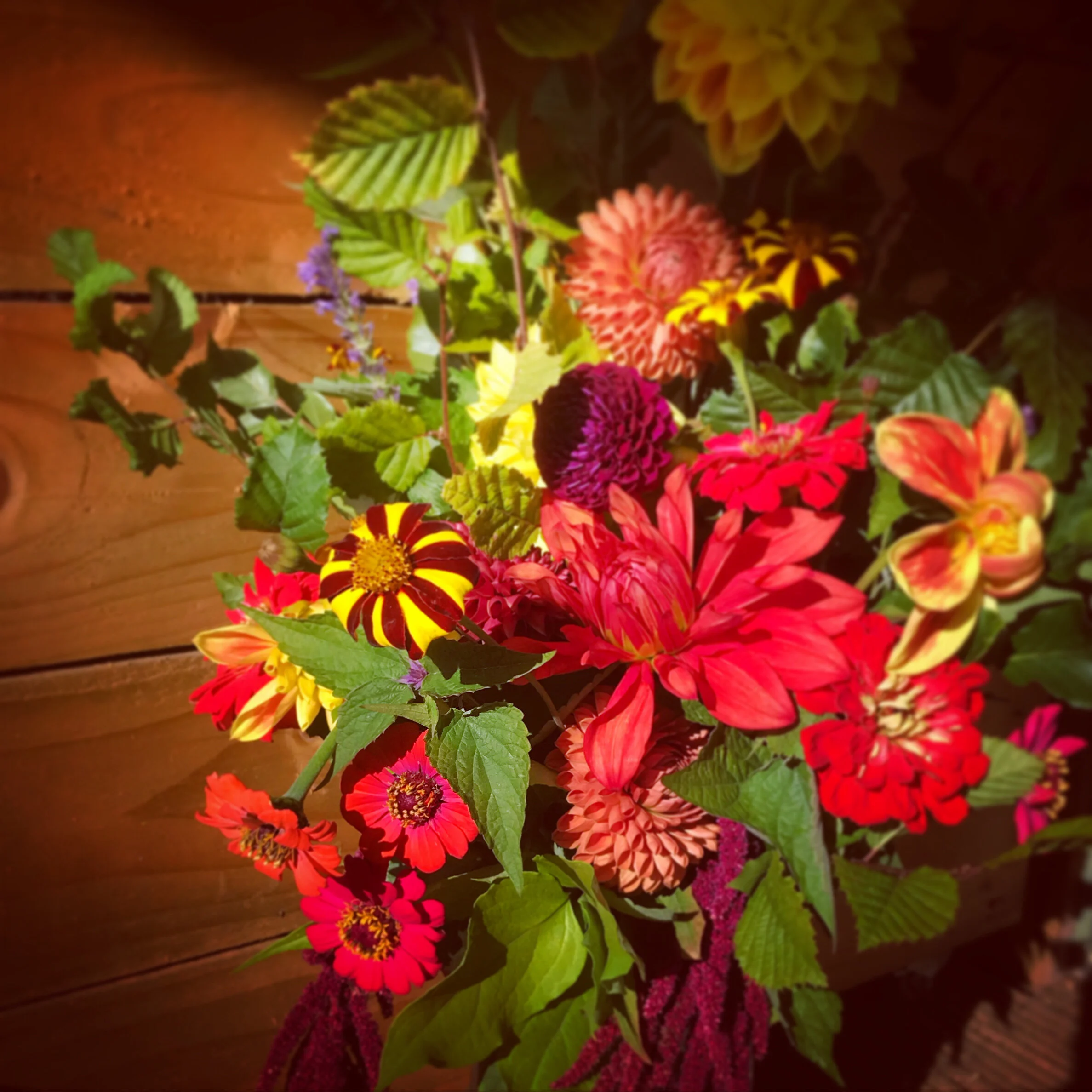 Tomnah'a 
harlequin tagetes bouquet