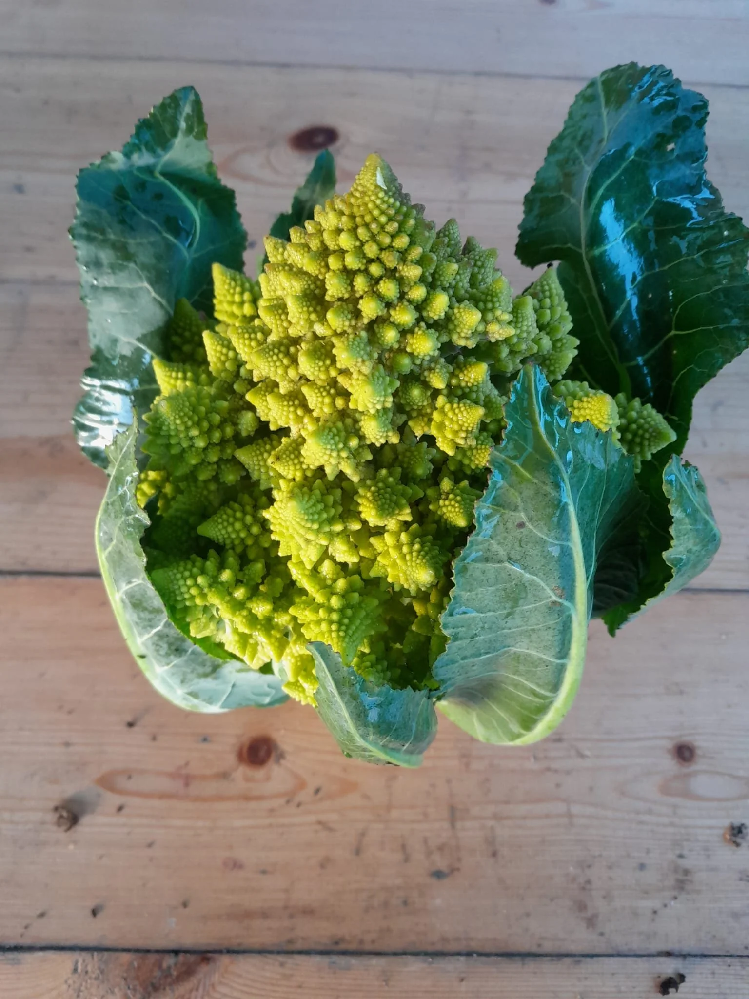 WhatsApp Image 2025-11-15 at 10.01.23 (5).jpeg