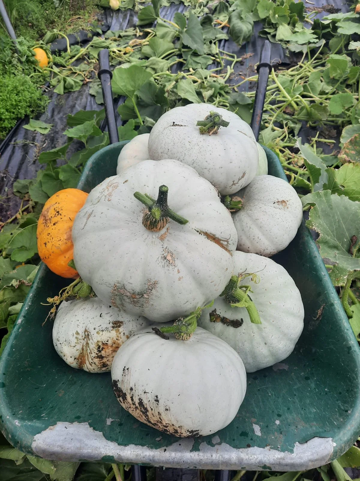 WhatsApp Image 2025-09-18 at 2.22.42 PM (2).jpeg