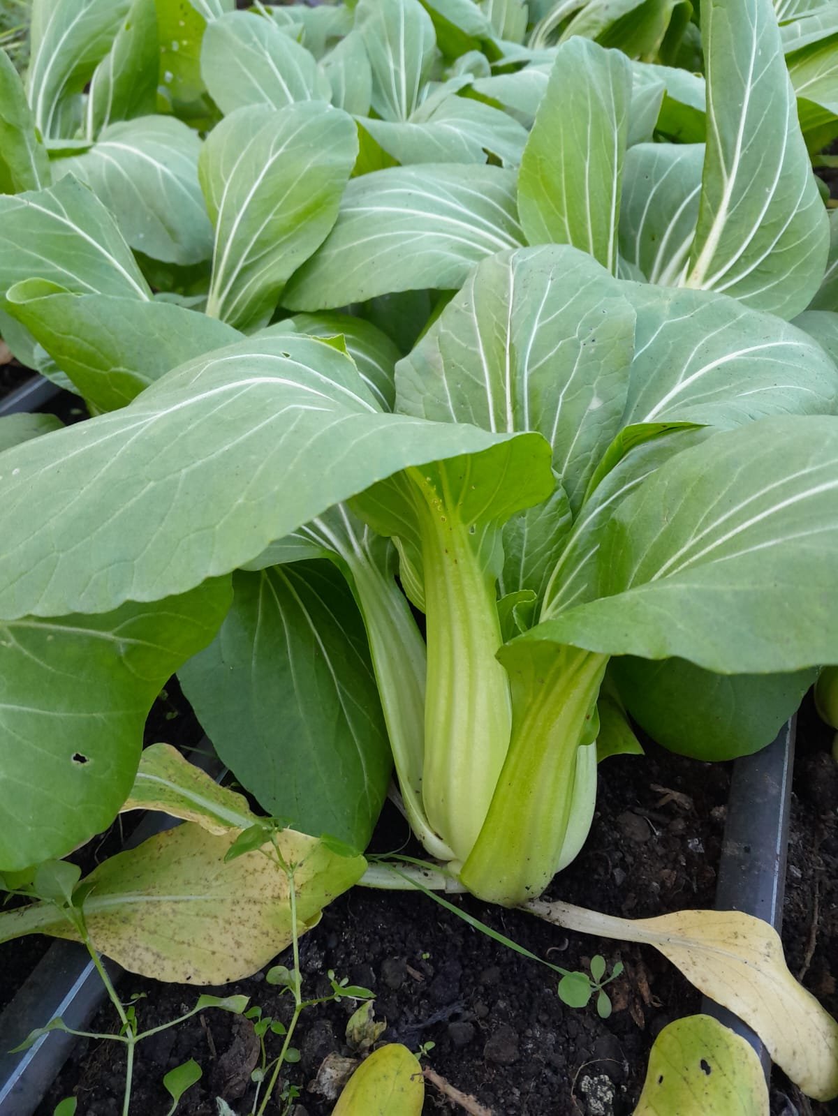 WhatsApp Image 2025-11-15 at 10.01.22 (8).jpeg