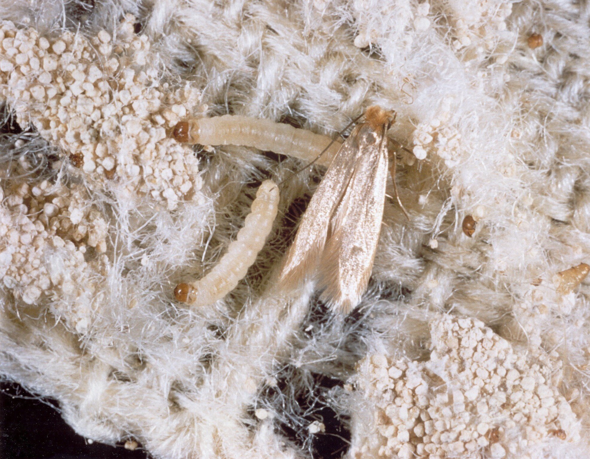 UNDERSTANDING CLOTHES MOTH INFESTATIONS