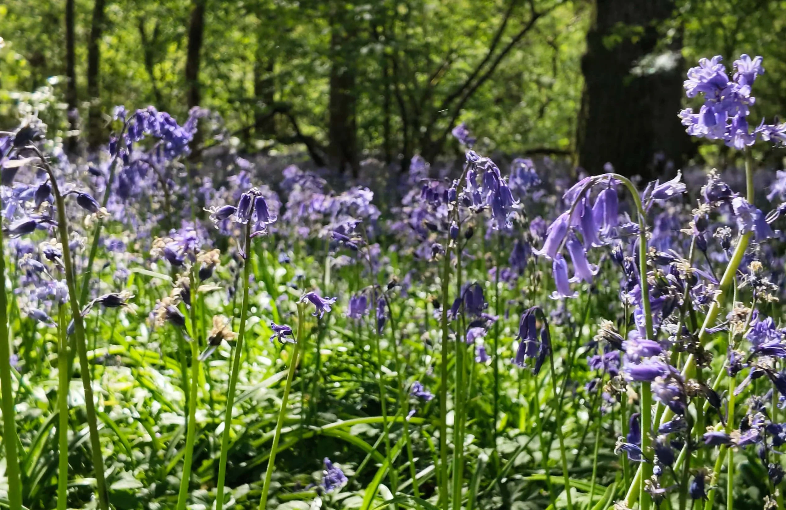 Bluebell Walk in Sussex