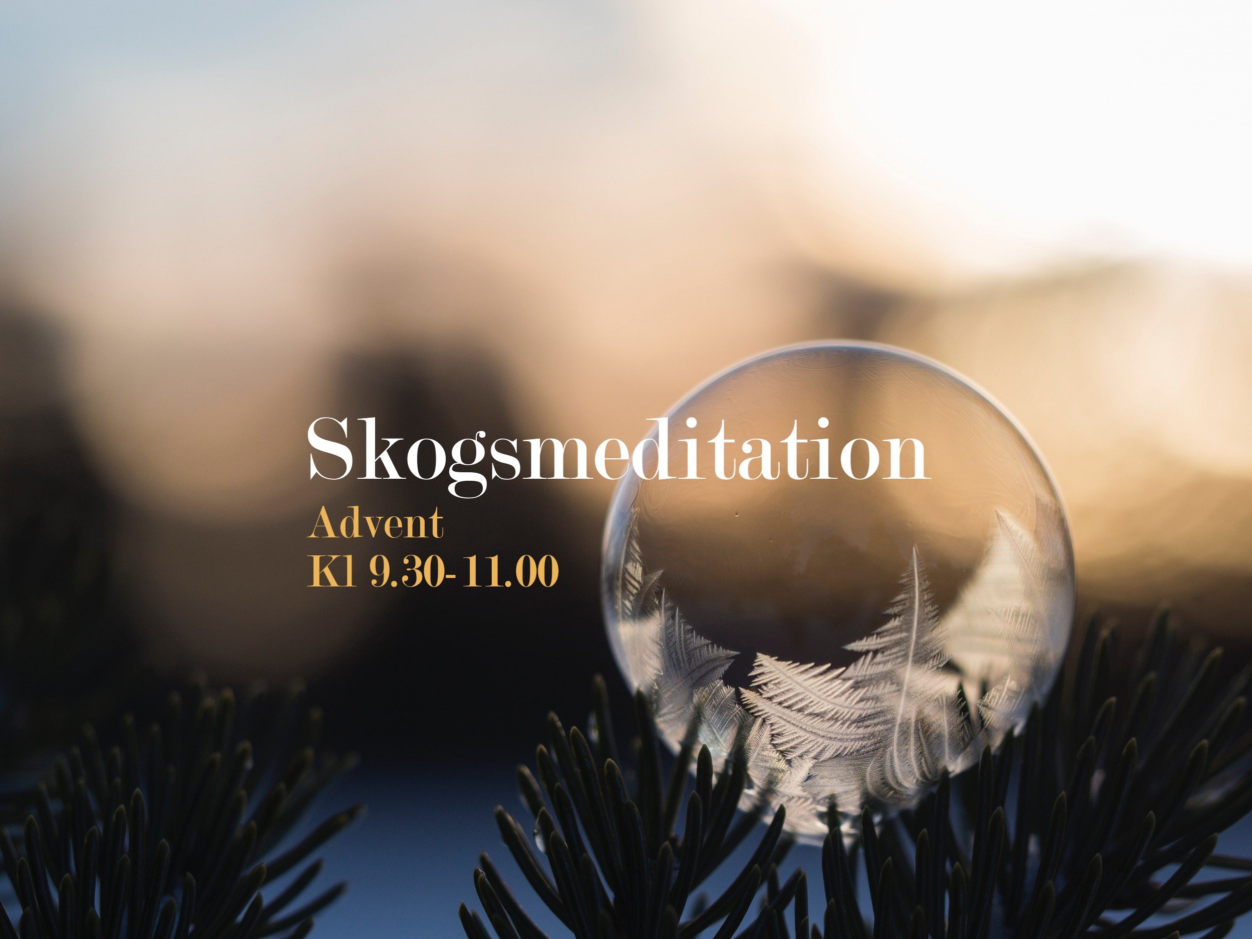 Skogsmeditation 4:a advent