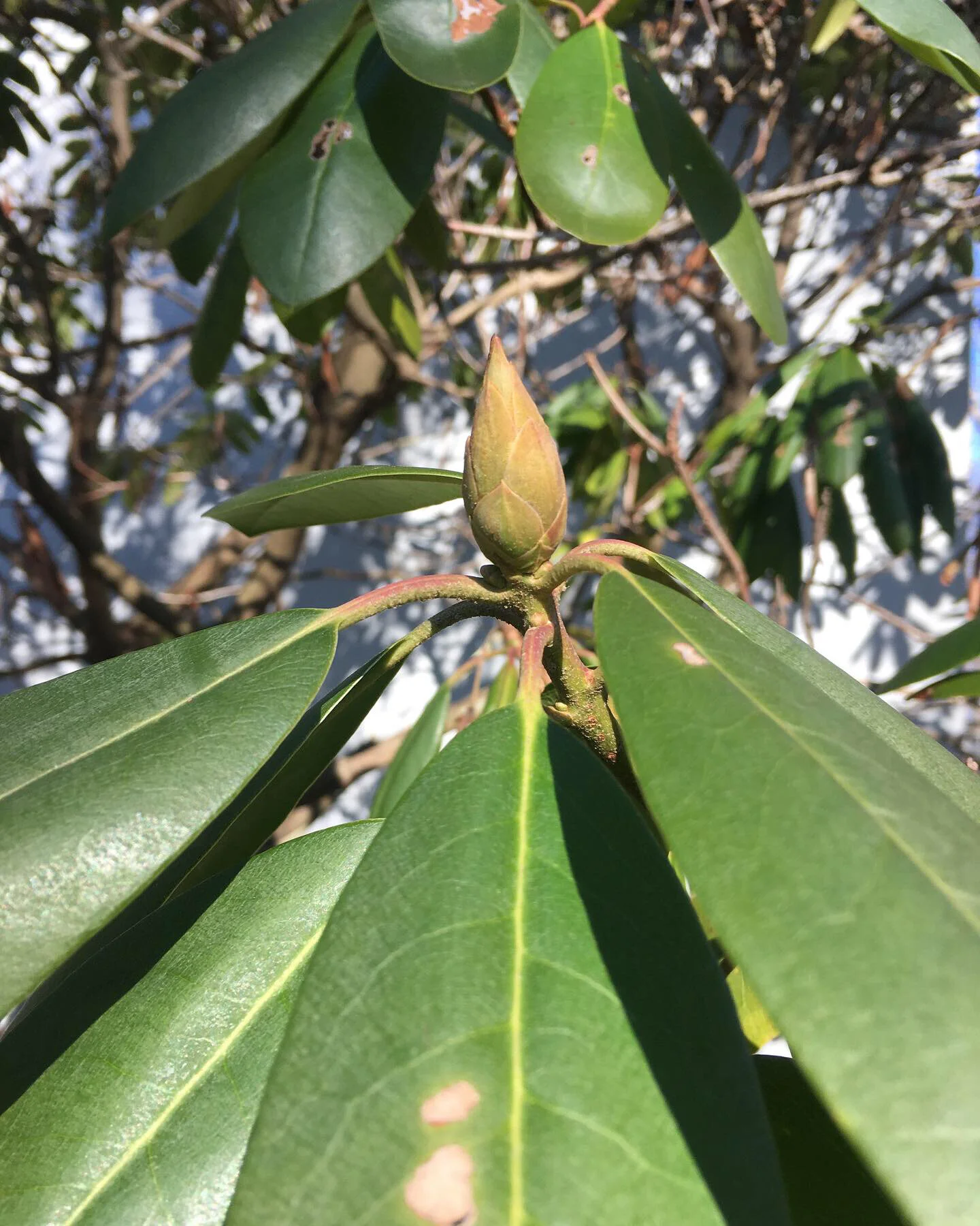 Rhododendron bud on Long Island 