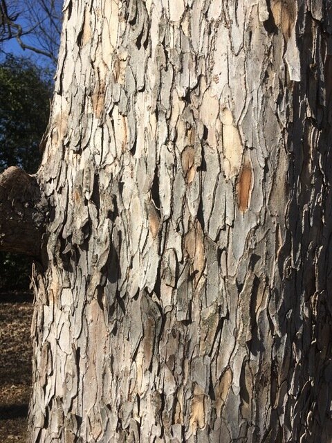 Tree bark, Texas