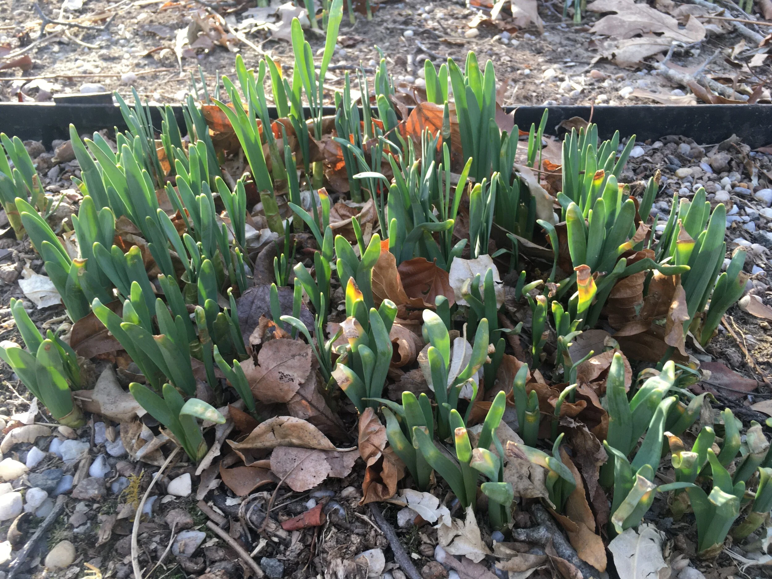 Daffodils shoots, NY 