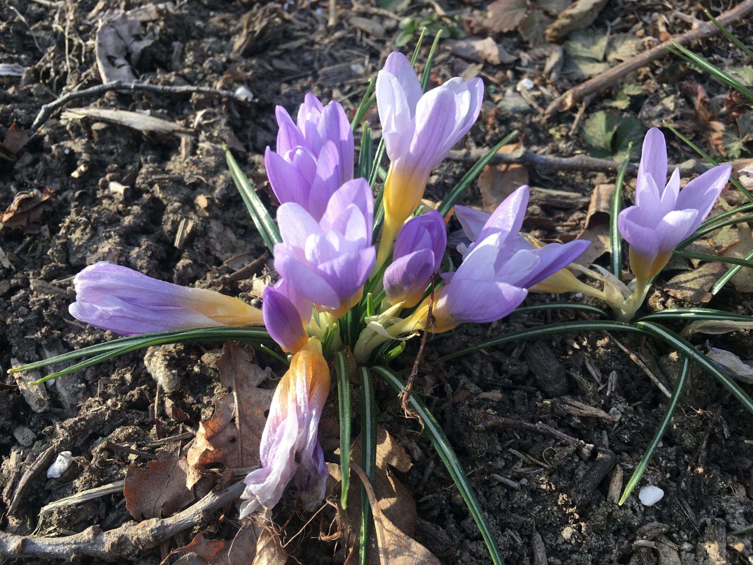 Crocus on Long Island, NY