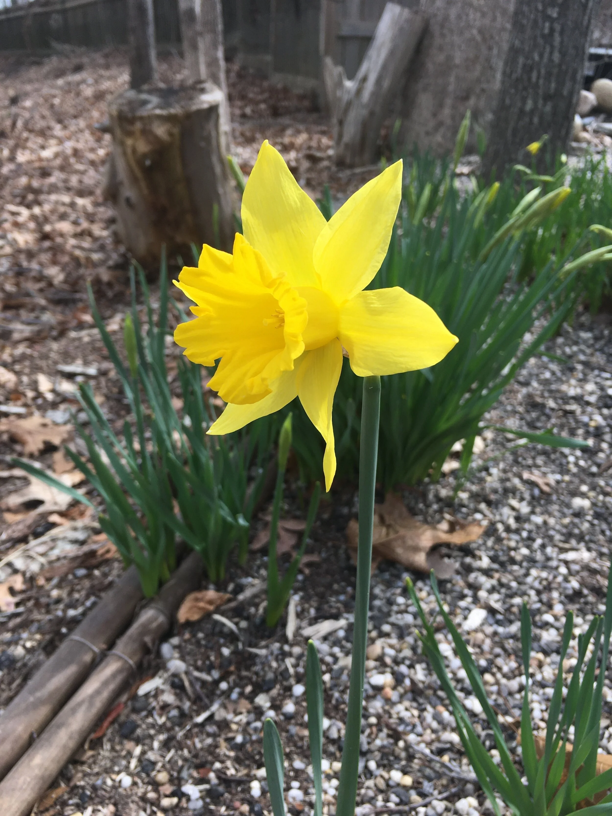 The first Daffodil, NY