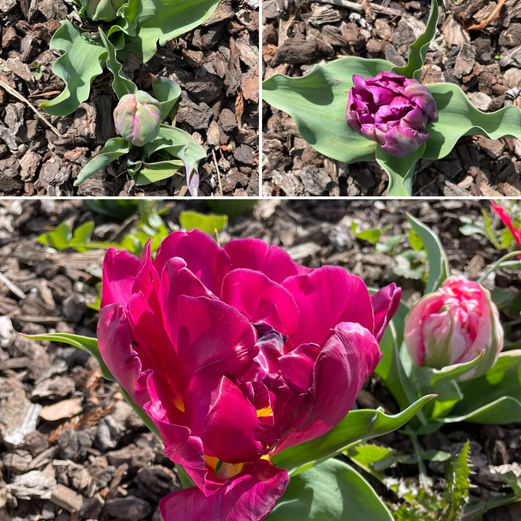 Stem-less tulips in El Cerrito, CA