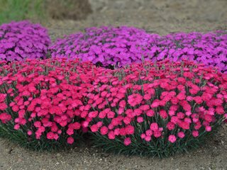 dianthus-flowers-dianthus-plant-proven-winners_13561.jpg