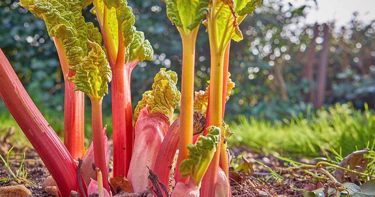 How-to-Grow-Rhubarb-at-Home.jpg