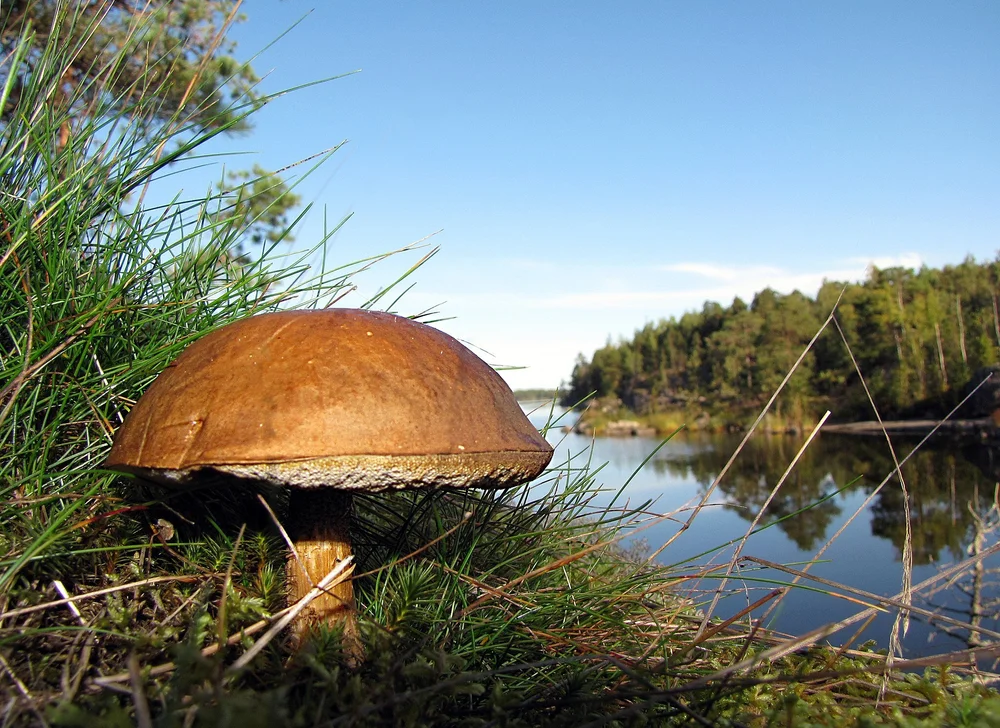 2048px-Boletus_in_Finnish_forest.jpg