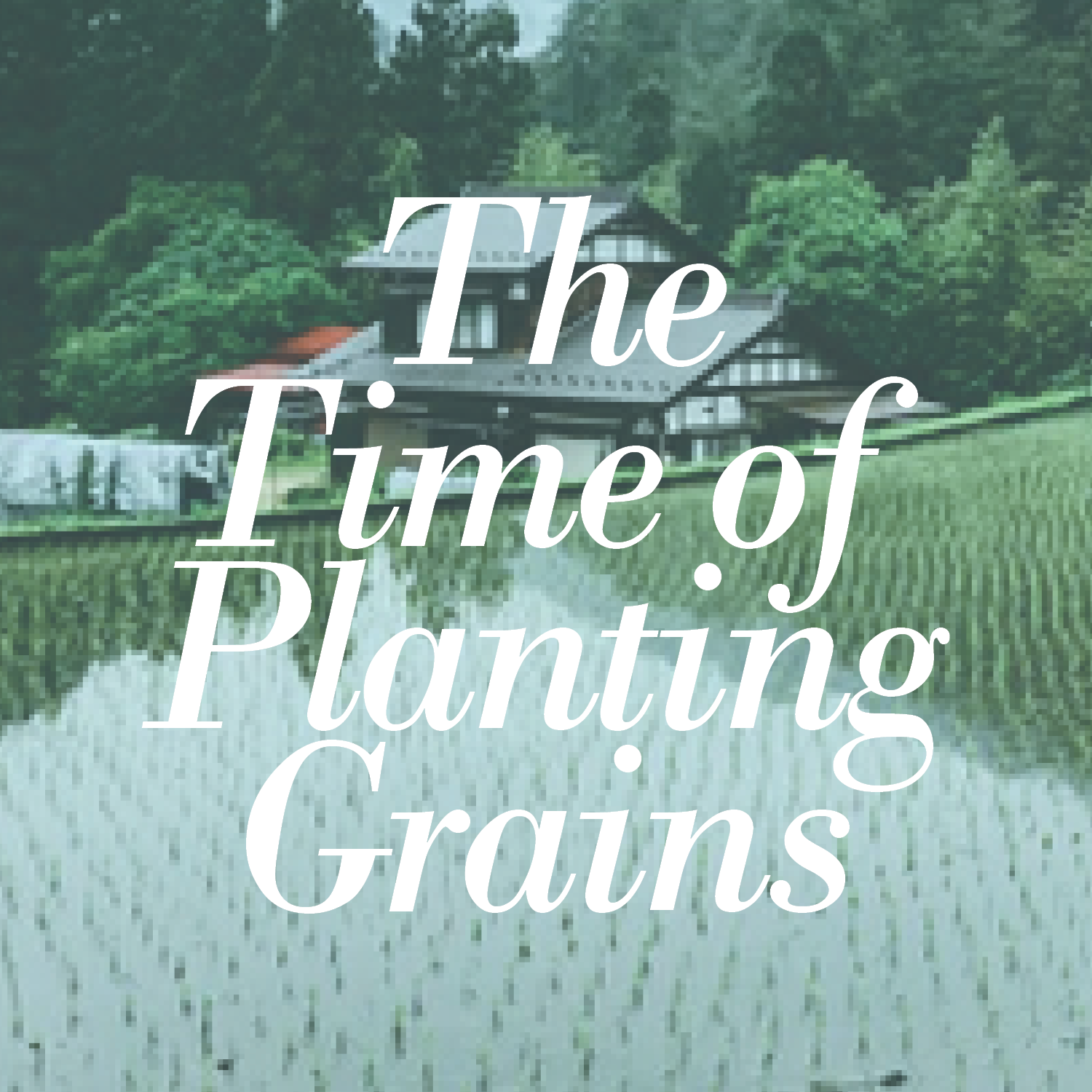 The Time of Planting Grains