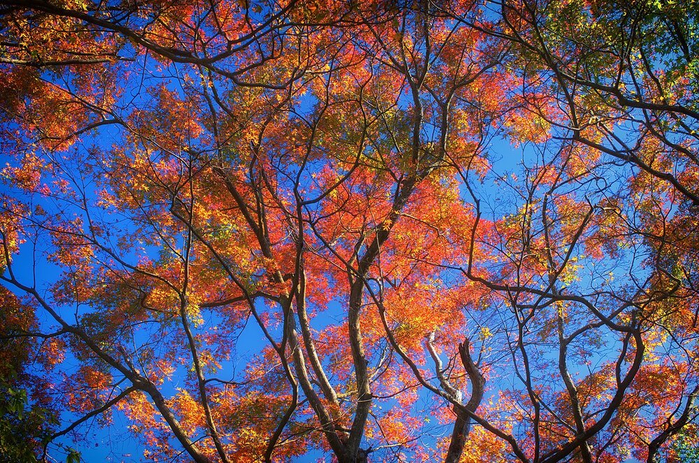 1280px-Autumn_sky_-_panoramio.jpg