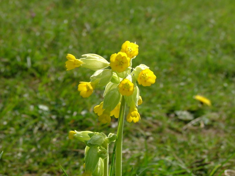 Cowslip primrose 