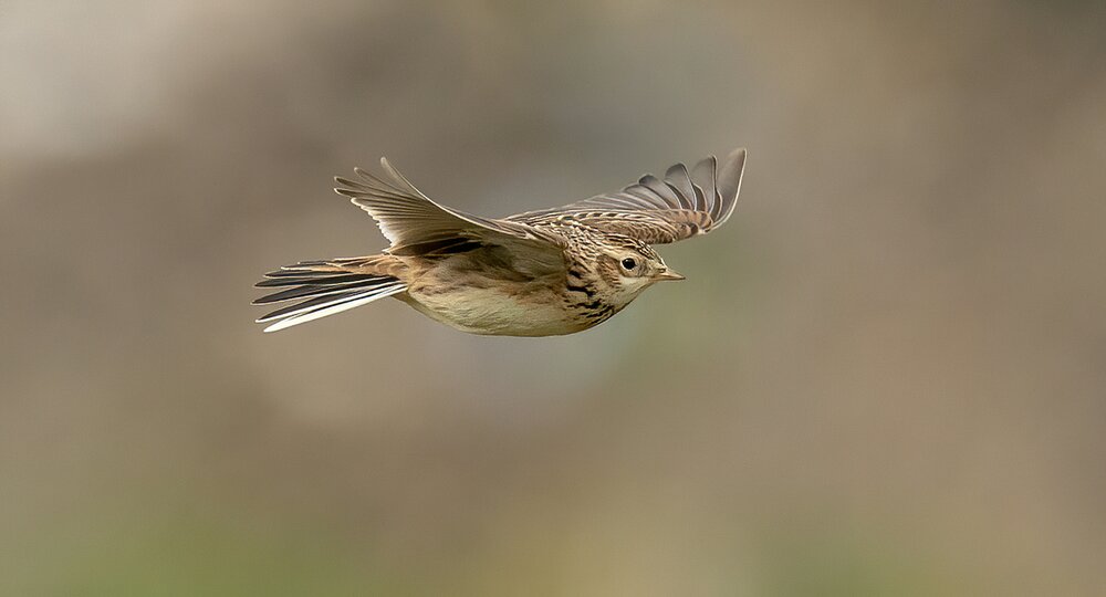 Skylark in flight