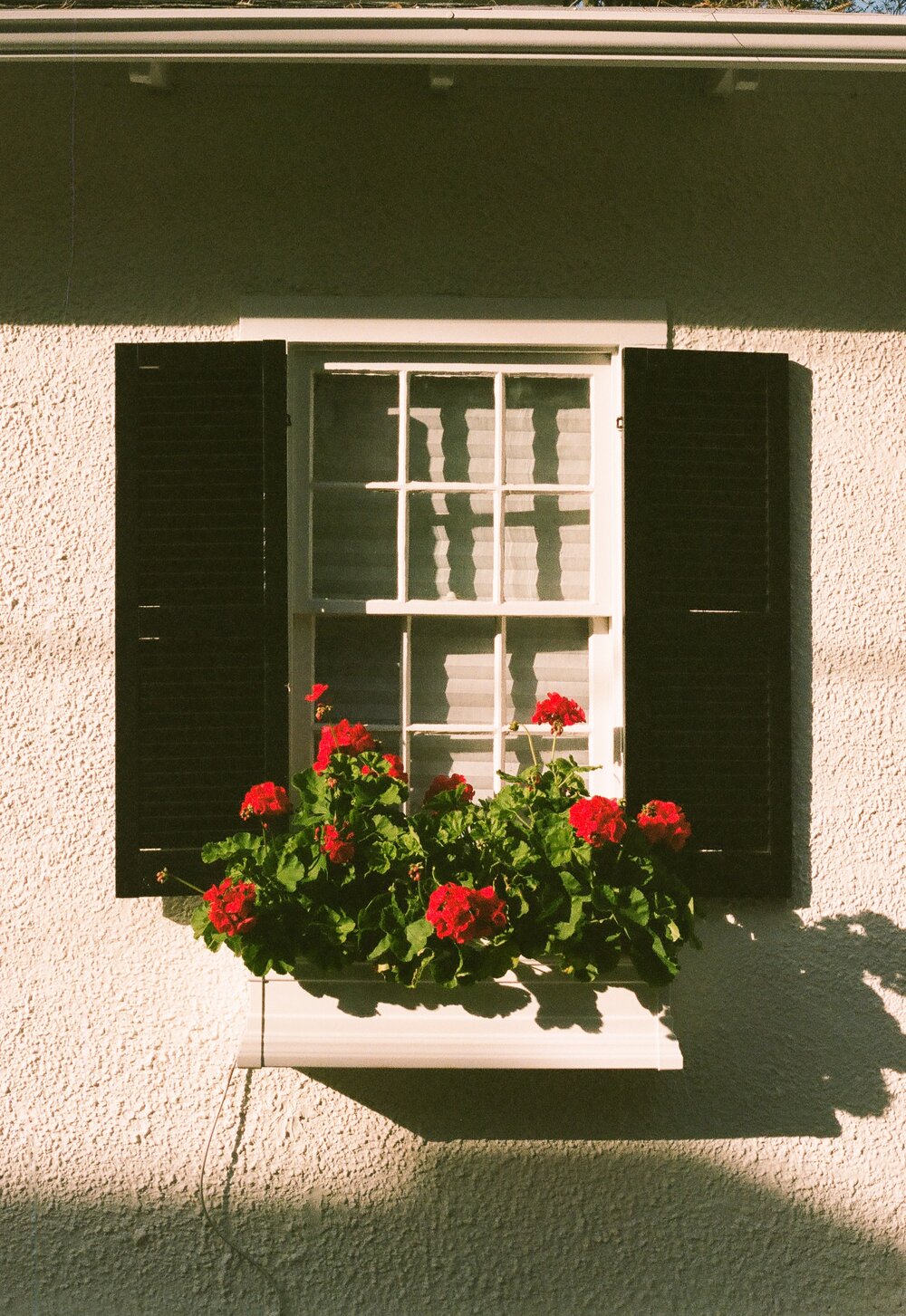 Geraniums in a window garden
