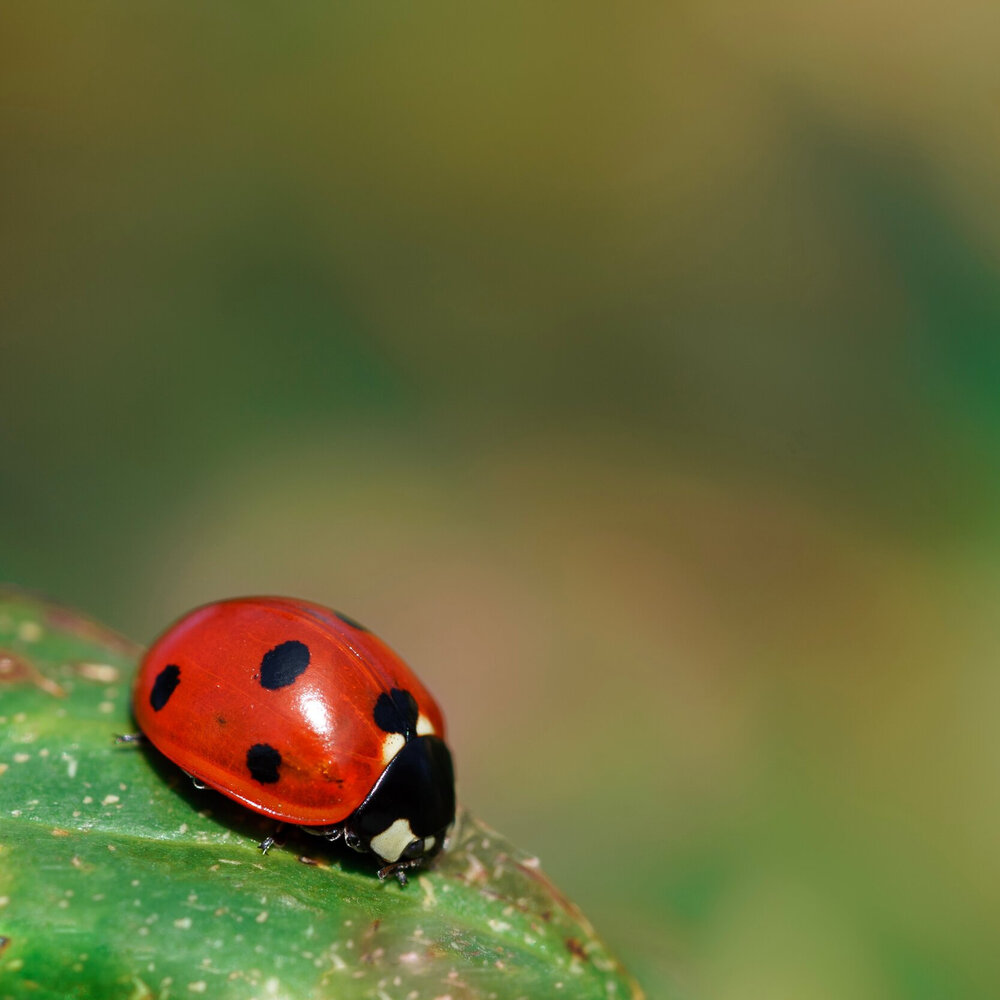 lady bug / lady bird