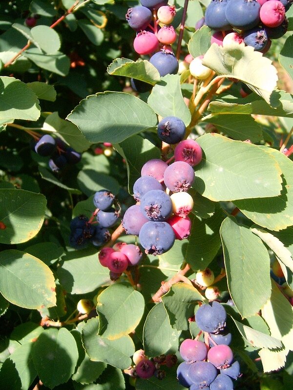 Juneberries