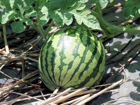 Watermelon