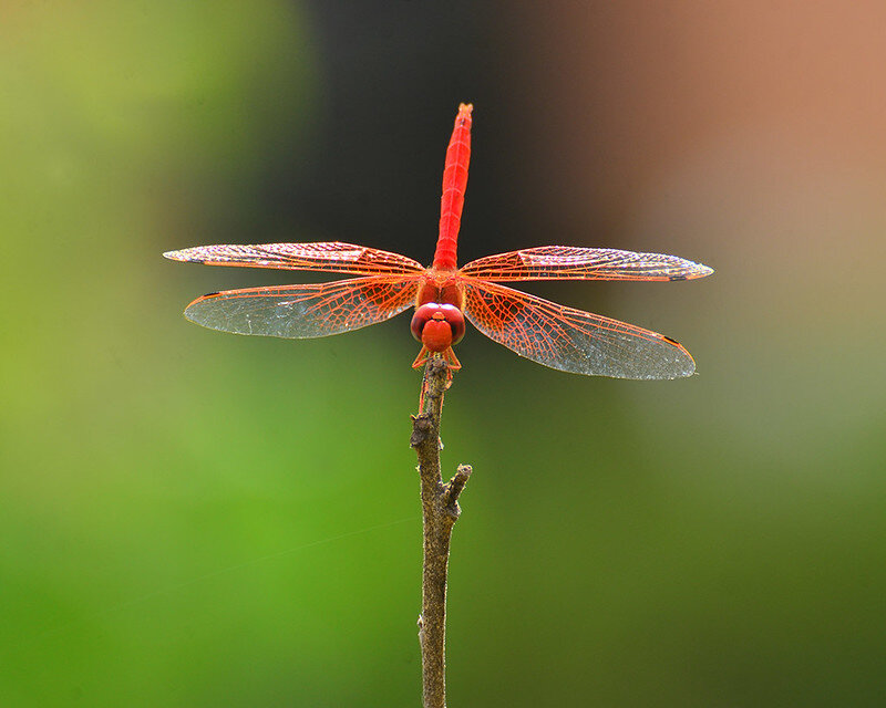 Red dragonfly