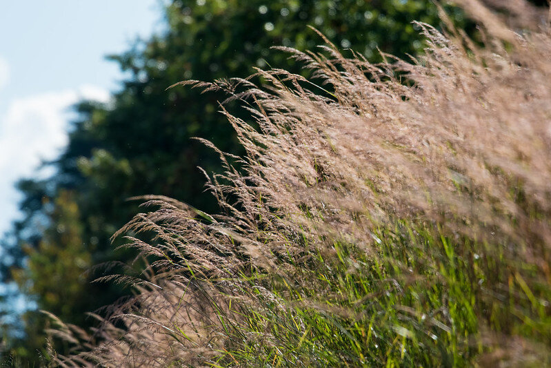 Late summer grass