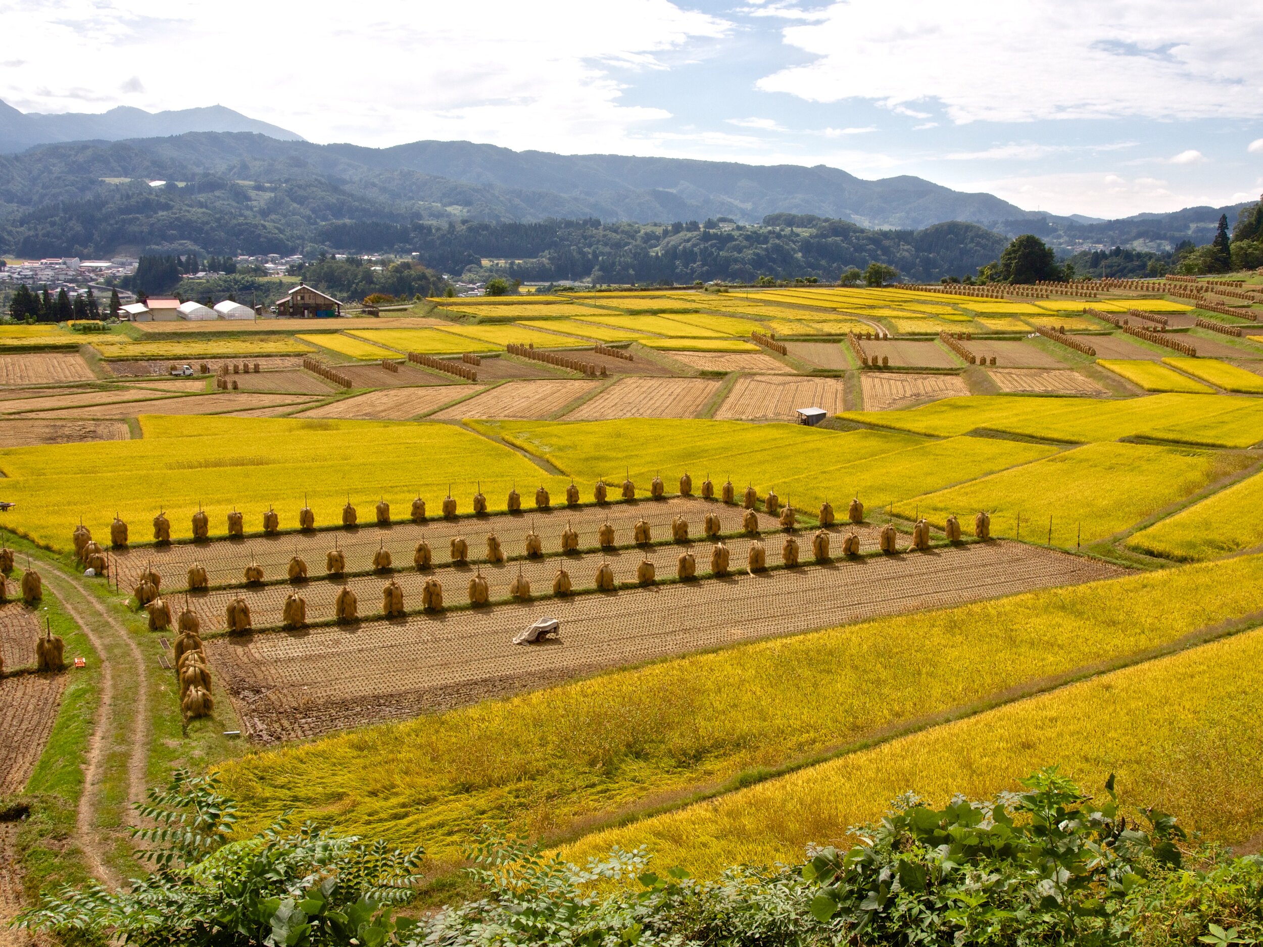 Terraced Rice Fields 