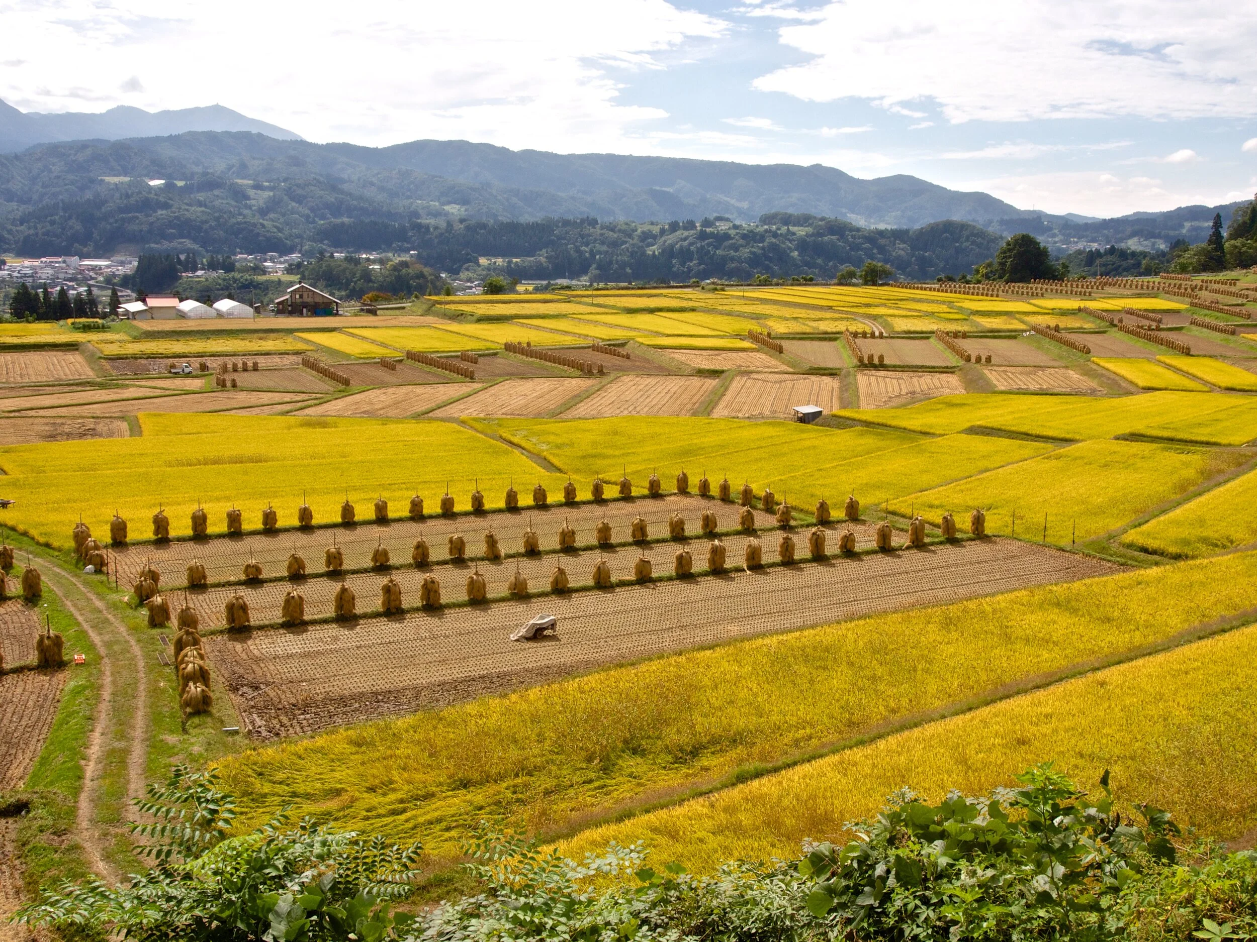 Edo Rice Fields Autumn Equinox — Season by Season