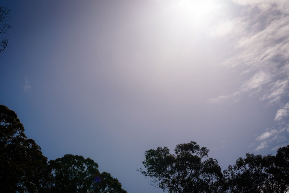 February in California (with eucalyptus)