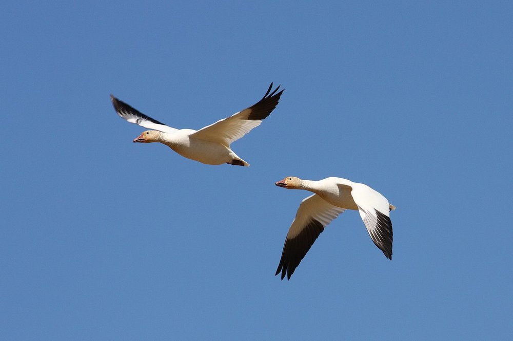 returning geese