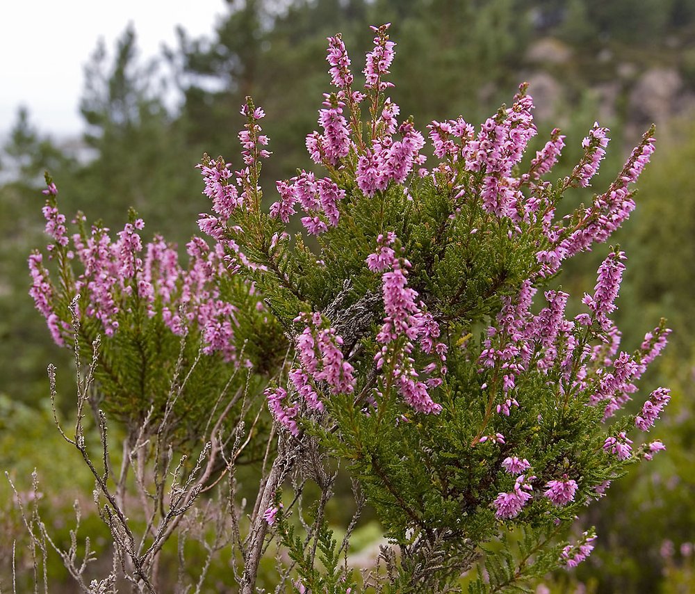 heather blossoms 