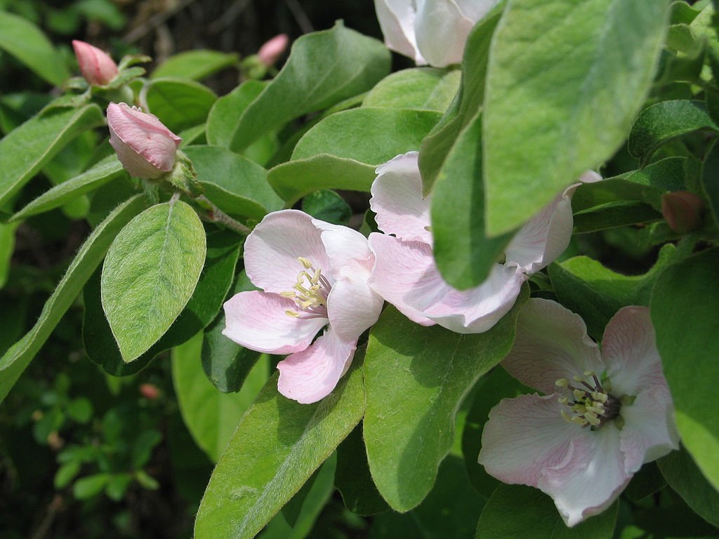 quince blossoms 